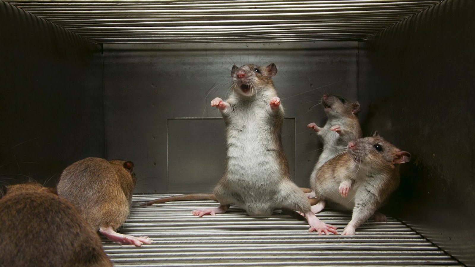 Rats Wallpapers Fun Animals Wiki Videos Pictures Stories