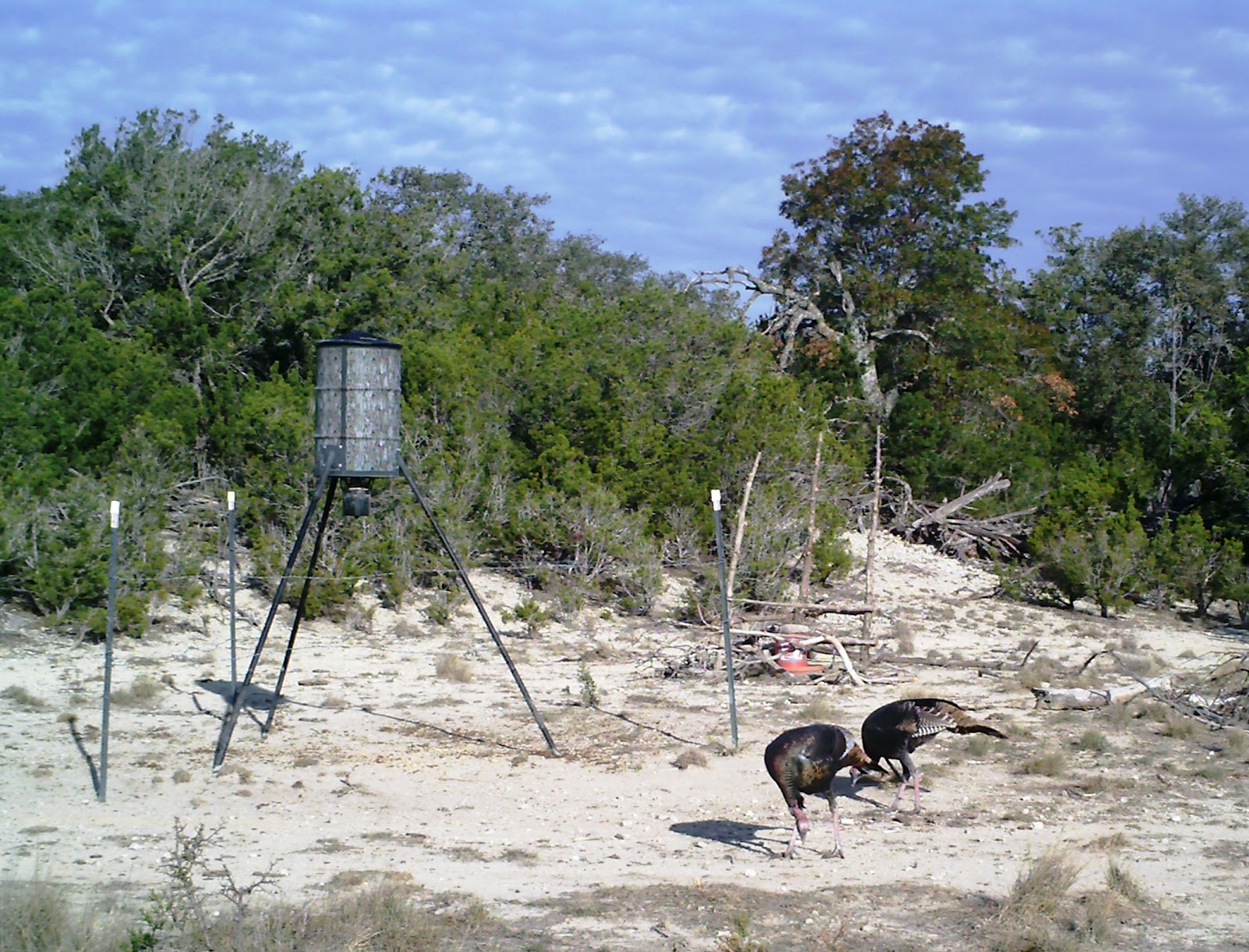 Wild Ed's Texas Outdoors Texas Deer Feeders Help All Kinds of Wildlife