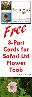 FREE 3-Part Cards for Safari Ltd Flower Toob