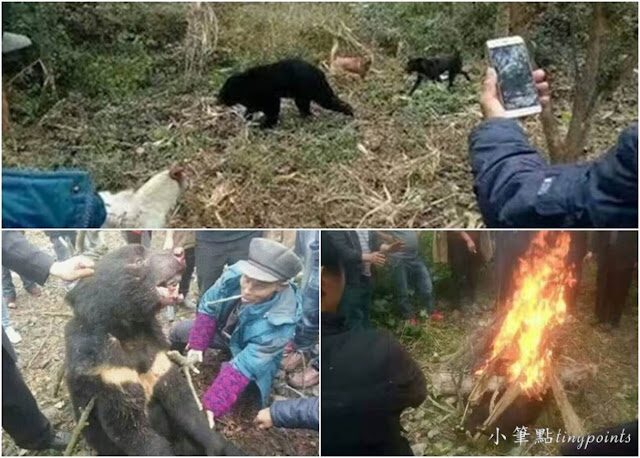 慘死的迷途小黑熊