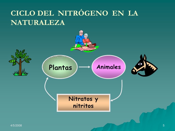 Importancia del nitrogeno en las plantas