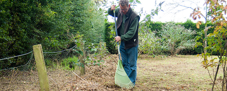 Home And Garden Best Plants For Having Garden Hedges