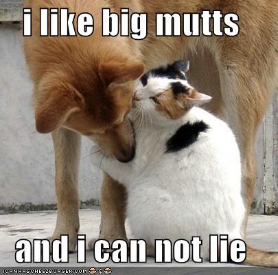 funny-pictures-cat-dog-love-mixalot.jpg