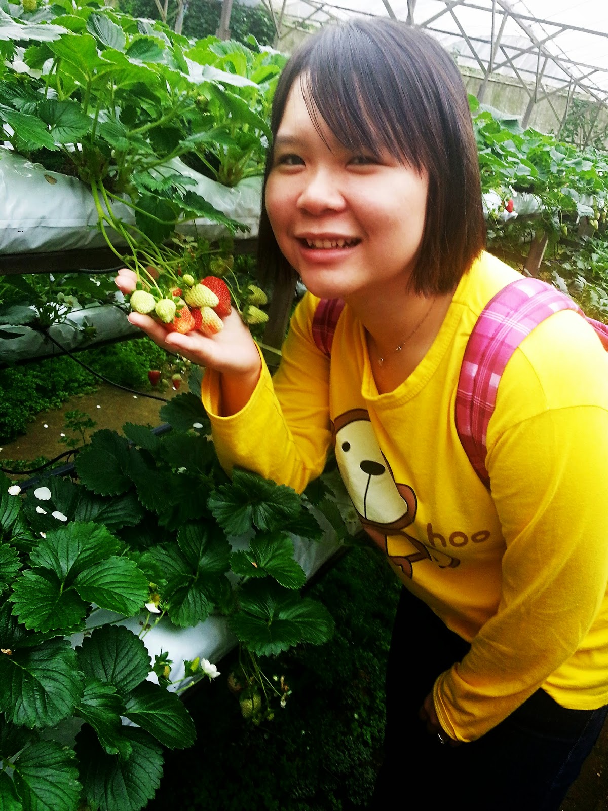 Trip To Cameron Highlands 2014 Mountain Strawberry Farm Just An