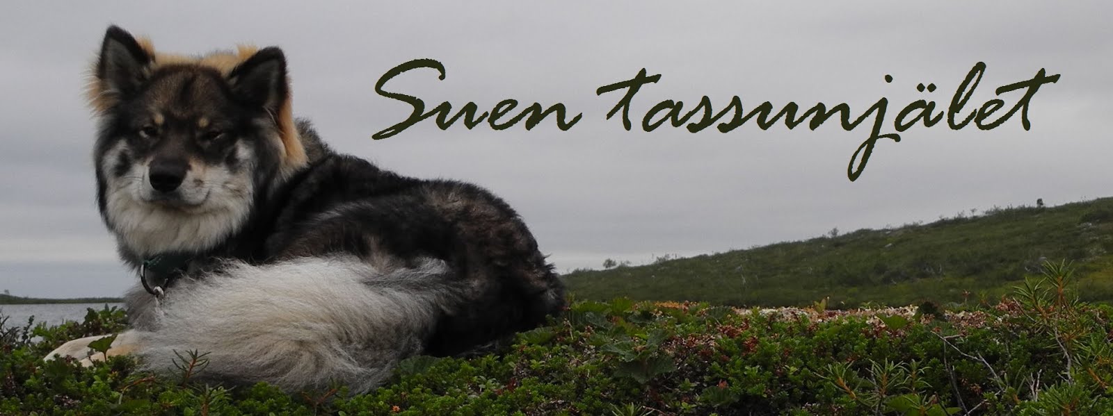 Suen tassunjälet