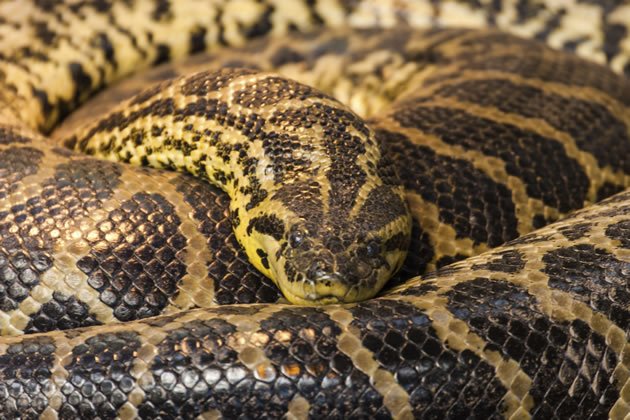 Anaconda morre após engolir uma... cobra! (Foto: Getty Images)