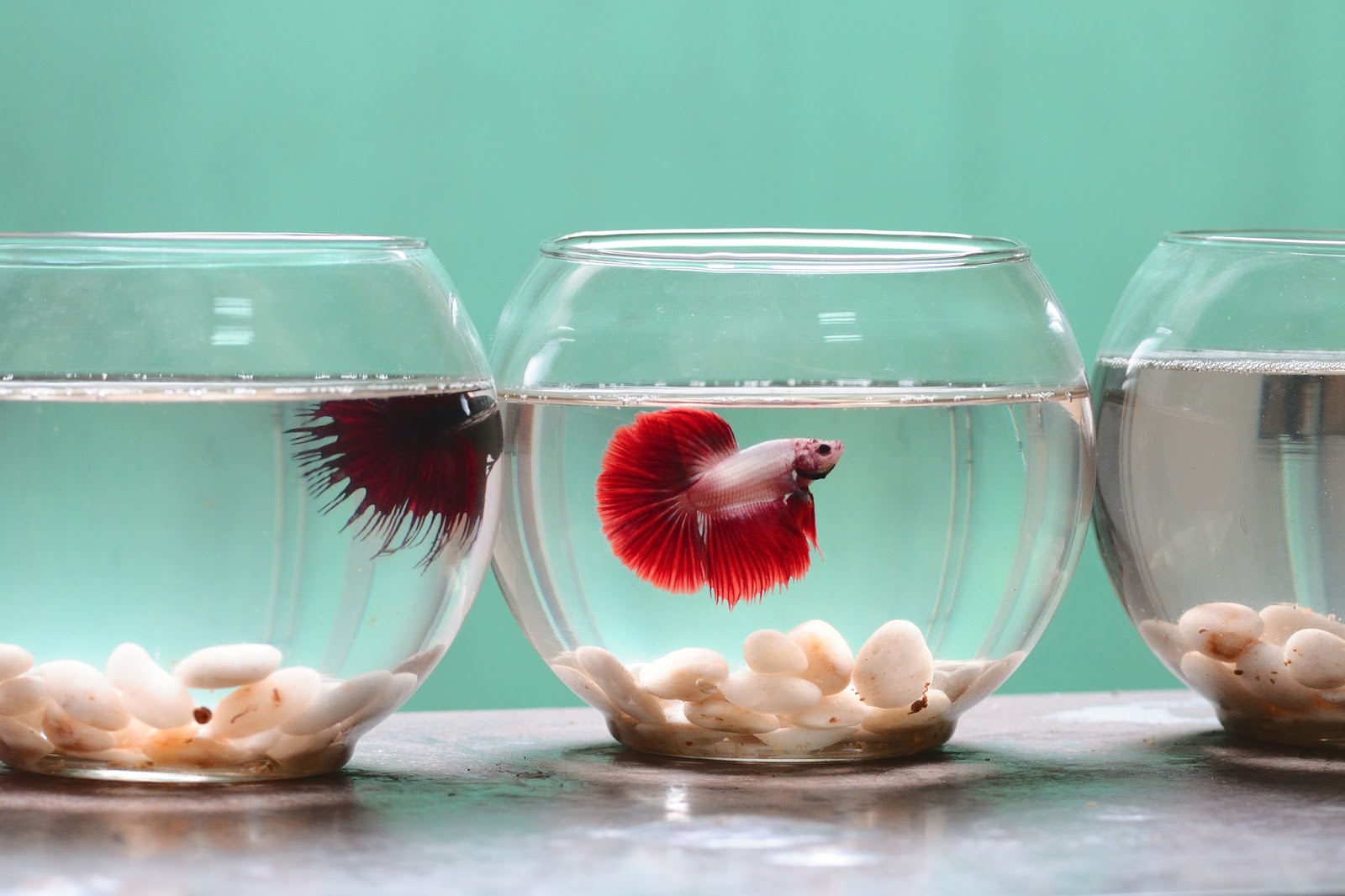 Fakta Unik dan Menarik Ikan Cupang - Info Ikan Cupang