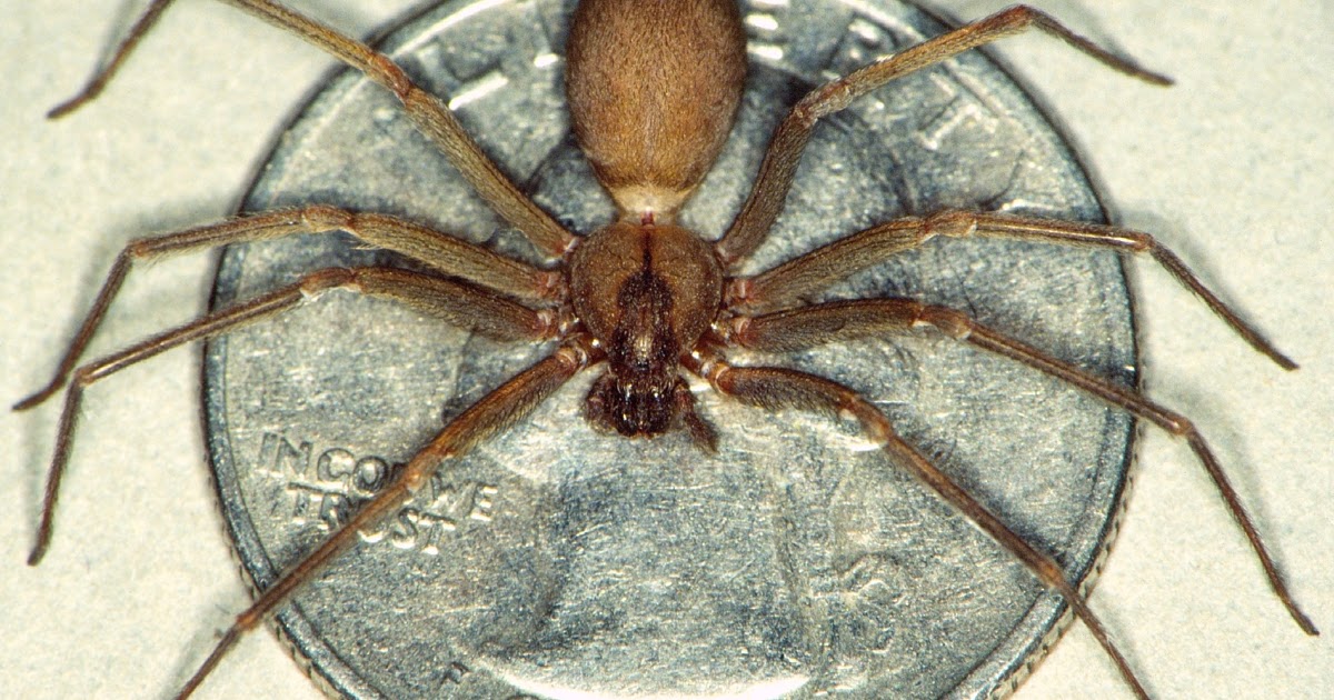 Hobo Spider Size Comparison