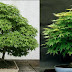 How to Grow Your Own Marijuana Bonsai Tree
