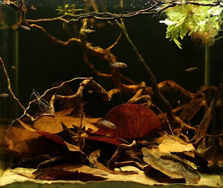 200 Referensi Desain Dan Model Aquascape Berdasarkan Tema https://www.faktapopuler.com/2018/12/200-referensi-desain-dan-model.html