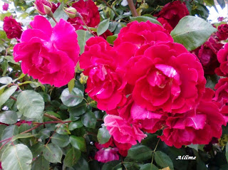 Belíssimas rosas