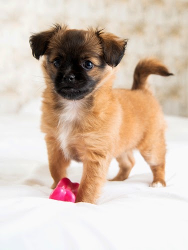 Top 5 Small Breed Dogs