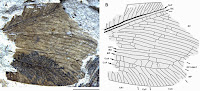 http://sciencythoughts.blogspot.co.uk/2014/07/a-silky-lacewing-from-eocene-of.html
