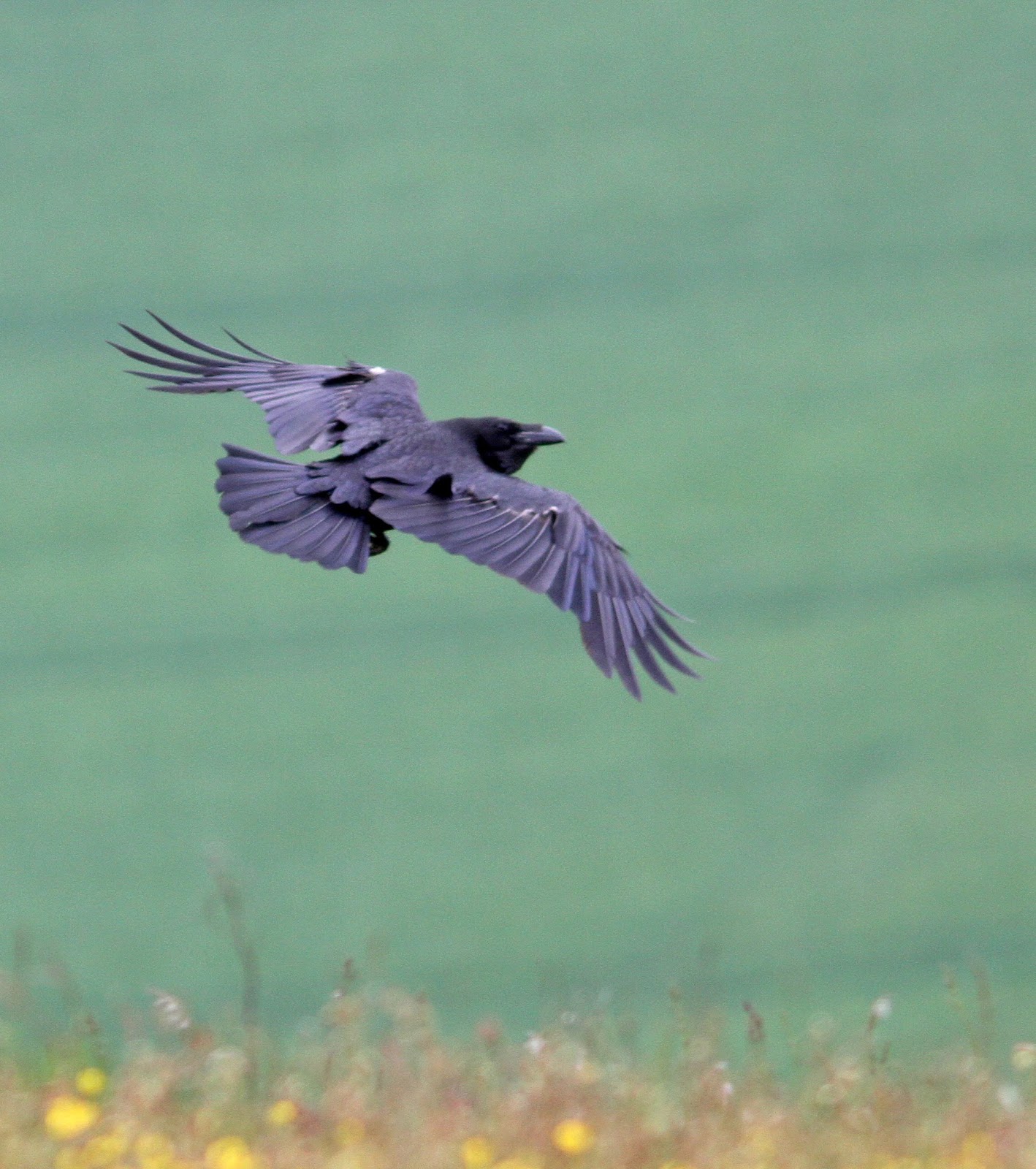 northtonshire birding birds of fog and mist northtonshire birding birds of fog and mist