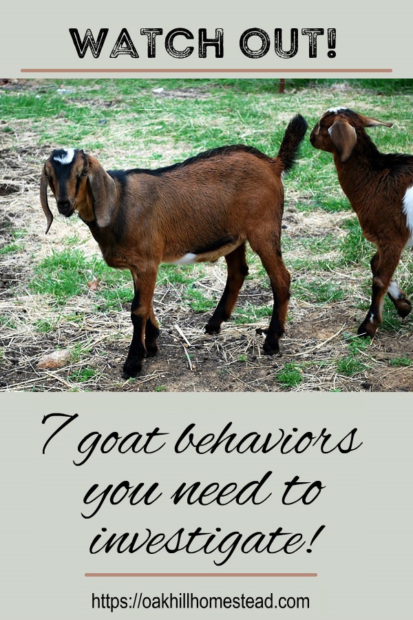 Goats What ISN'T Normal? Oak Hill Homestead