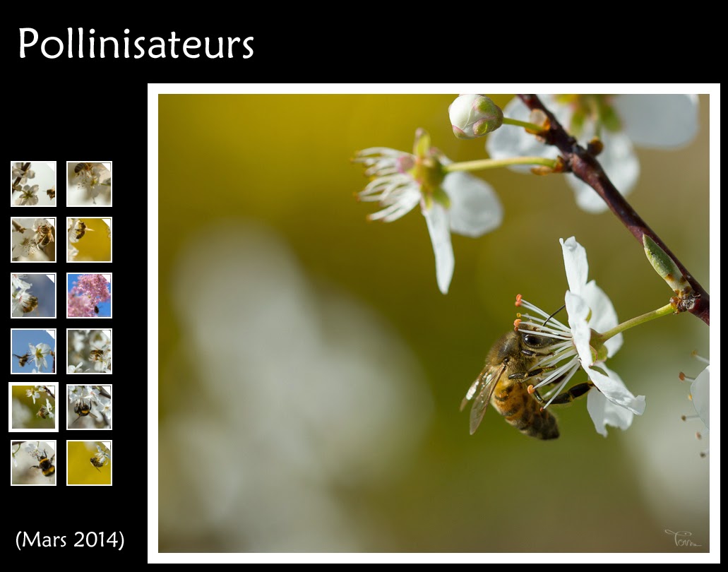 http://instantalautre.free.fr/galeries/macro/abeilles/