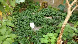 PANCs. Verduras de cor escura curam anemia. beldroega, inhame, taioba PANCs. Verduras de cor escura curam anemia. beldroega, inhame, taioba
