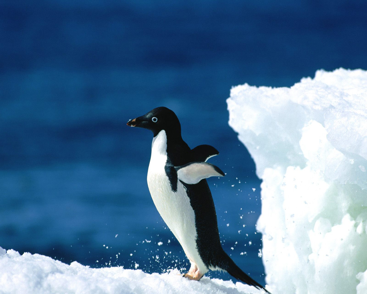 Free Penguin Free Penguin