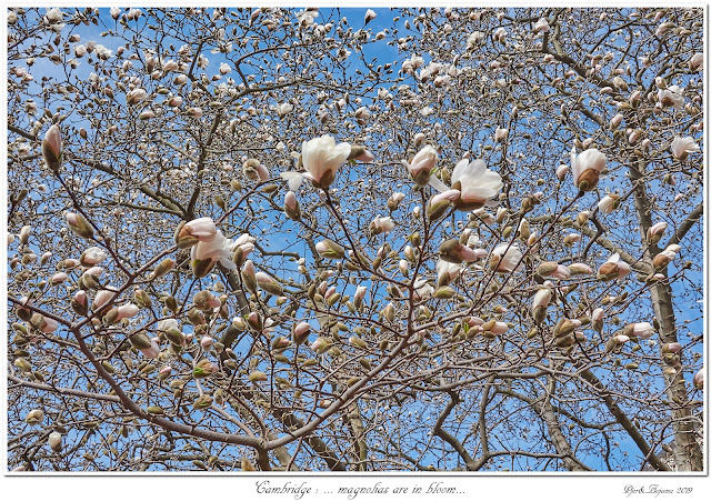 Cambridge: ... magnolias are in bloom...