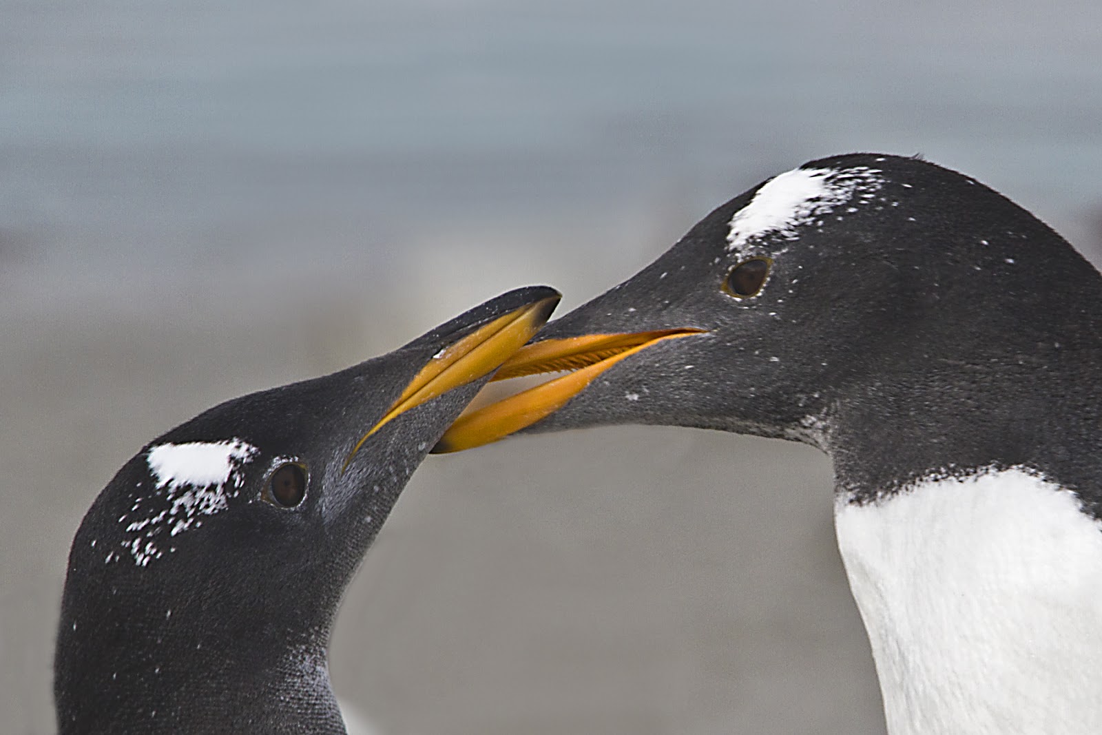 Antarctica & South America: A Day in the Falklands, Gentoo Penguins