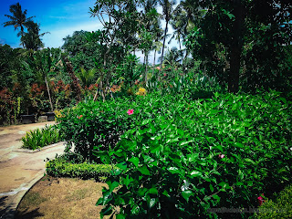 Hibiscus Rosa-sinensis Garden Plants On A Sunny Day In The Park At Tangguwisia Village, North Bali, Indonesia