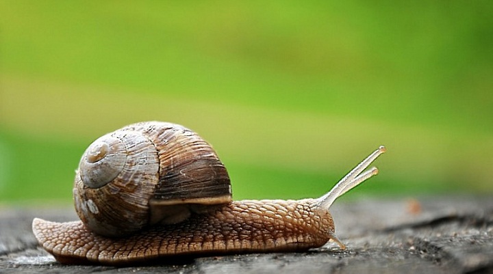 Seperti Manusia, Ternyata Ada Siput yang Kidal Seperti Manusia, Ternyata Ada Siput yang Kidal