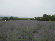 大阪,京都名古屋 薰衣草花期+開花情報