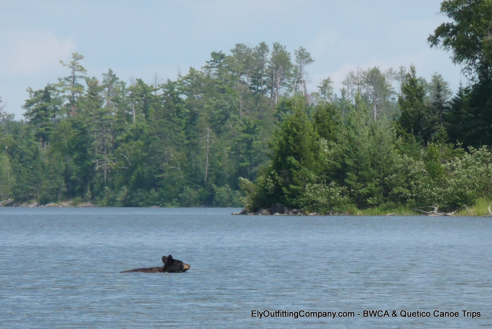 Boundary Waters Blogger A Black Bear Swimming Across Knife Lake in the
