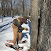 Time to Tap the Maples!