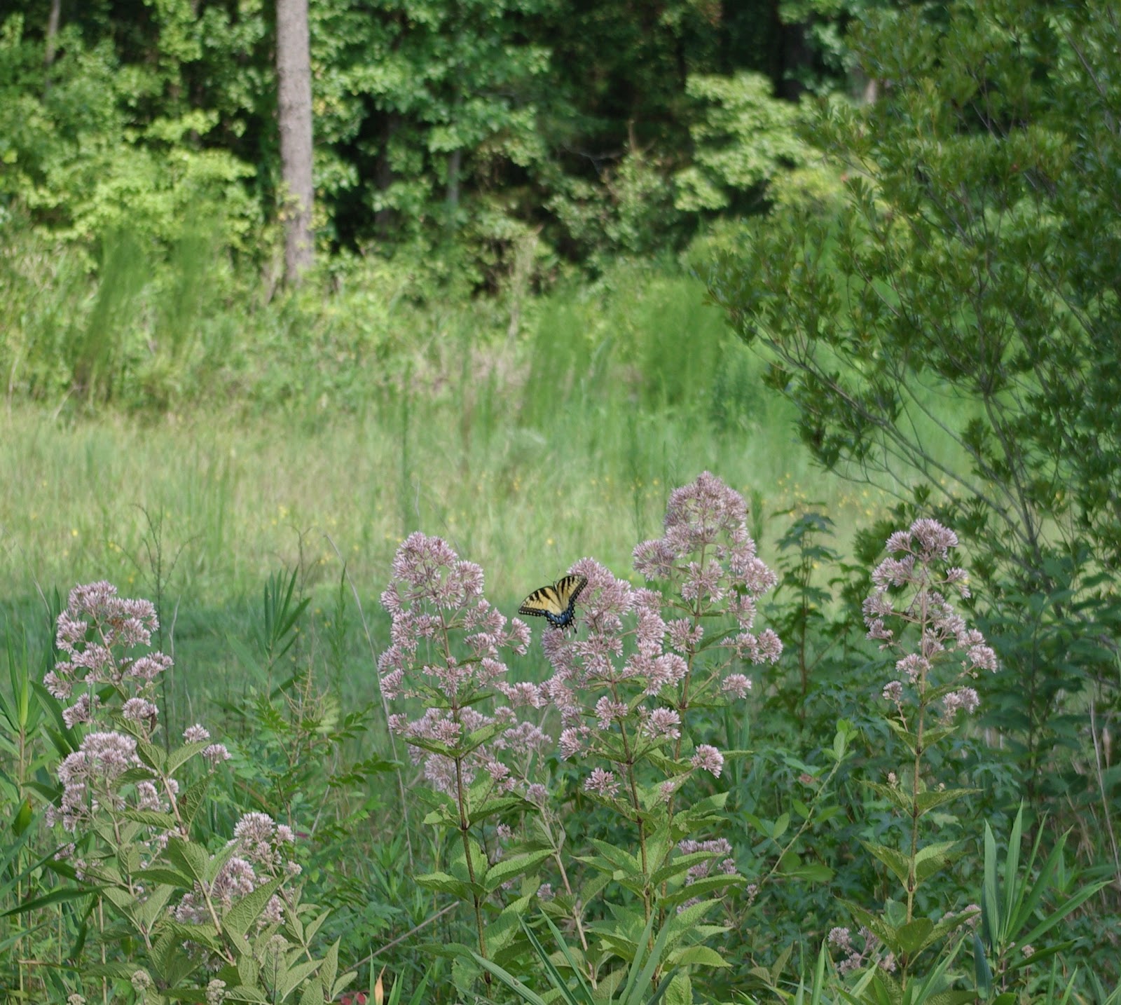 sweetbay: Wildflower Wednesday
