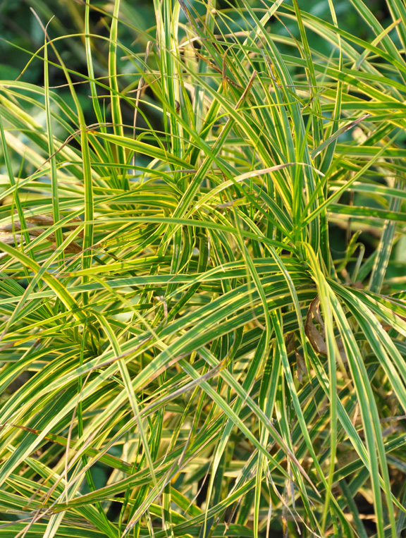 Three Dogs in a Garden Favourite Ornamental Grasses, Part 2 Cultivars