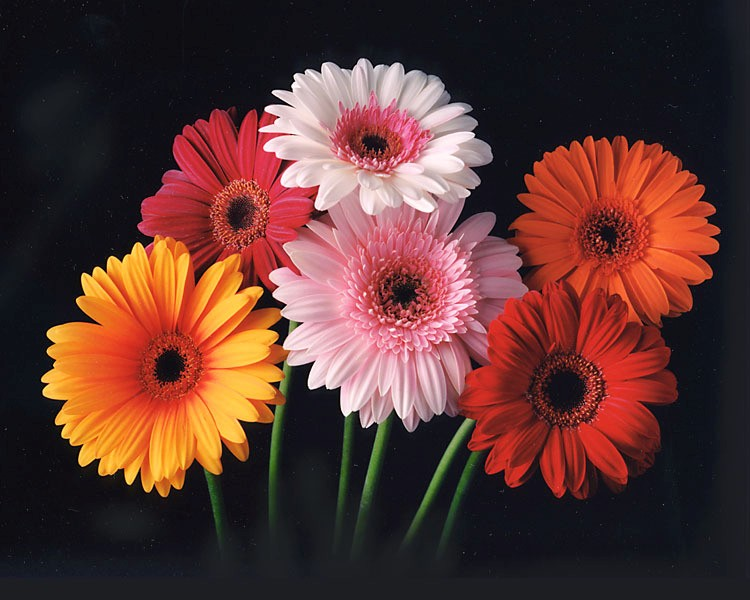 Flower Show gerbera daisy color chart of 2012