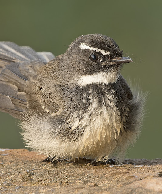 "Throw a fit" nghĩa là gì?