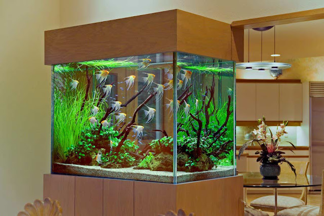 Cool glass fish bowl decorations ideas and tips