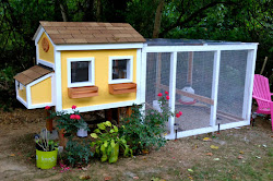 coop chicken own