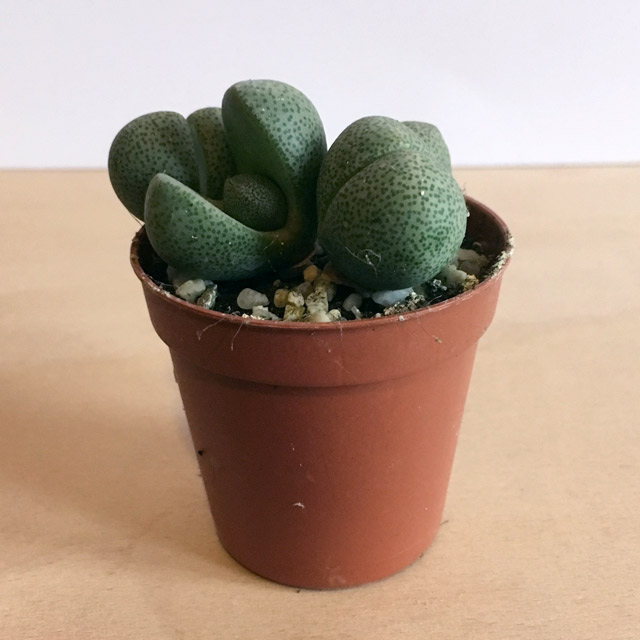 Lithops