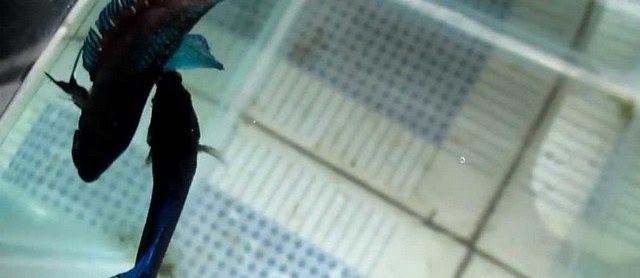 Ikan Cupang Adu Super dan Ciri Cirinya yang Berkualitas Juara