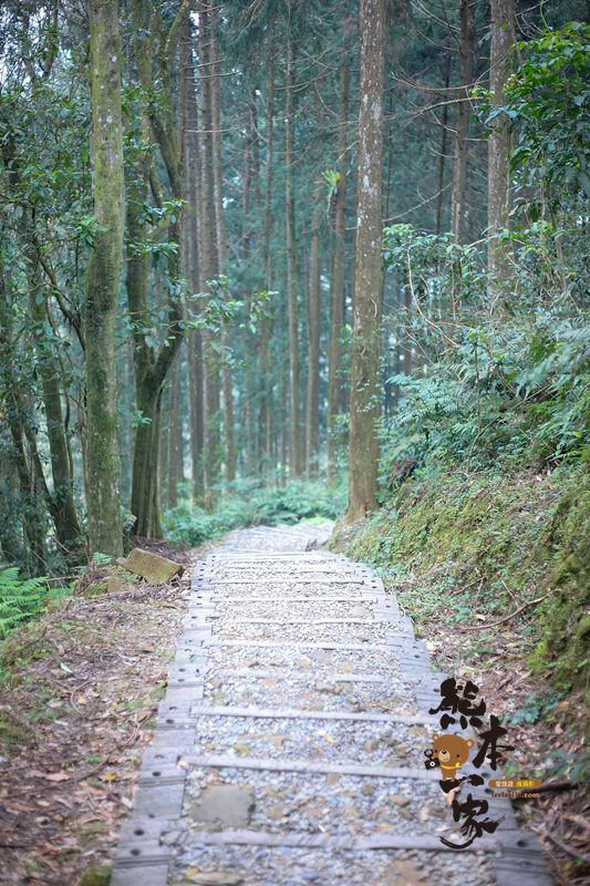 熊空茶園櫻花季|三峽熊空古窯|三峽同心茶園|三峽熊空櫻花園