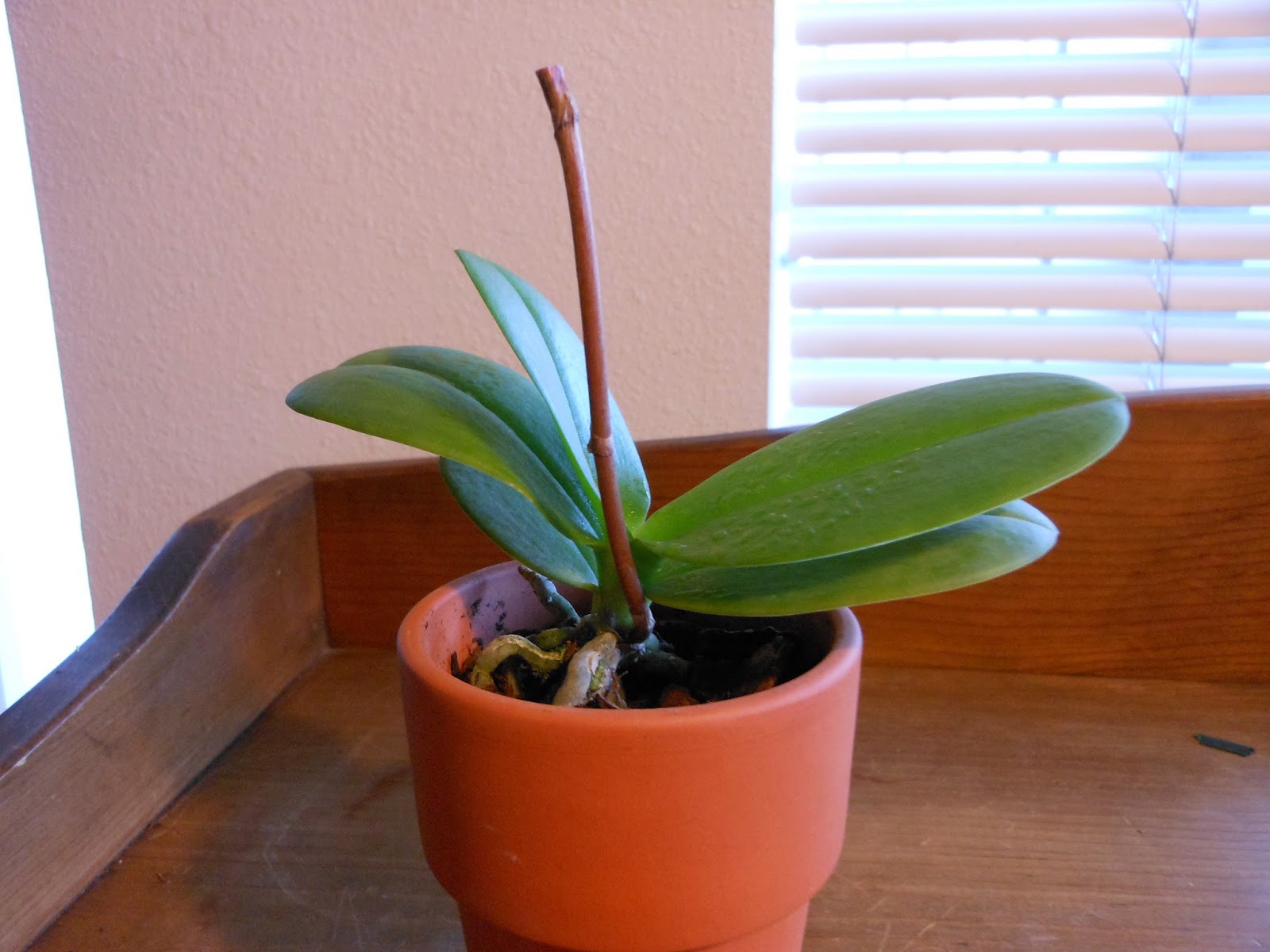 Orchid Obsession Rest Period, Your Plants Not Dying!