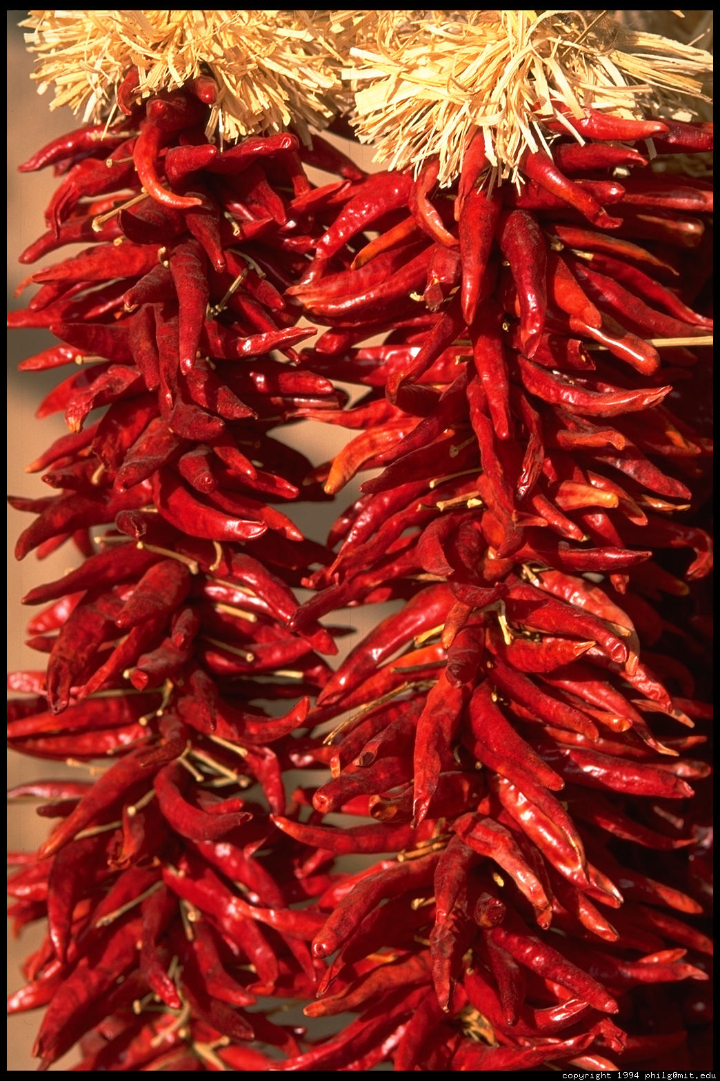 Chilli Pepper May Help With Fat Loss