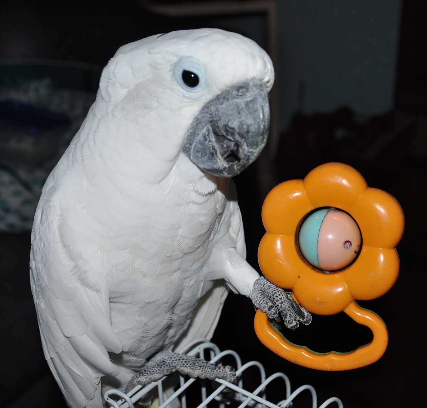 i love umbrella cockatoo