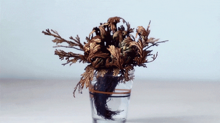 Blog Multi Vaso: Como Reviver Planta Morta