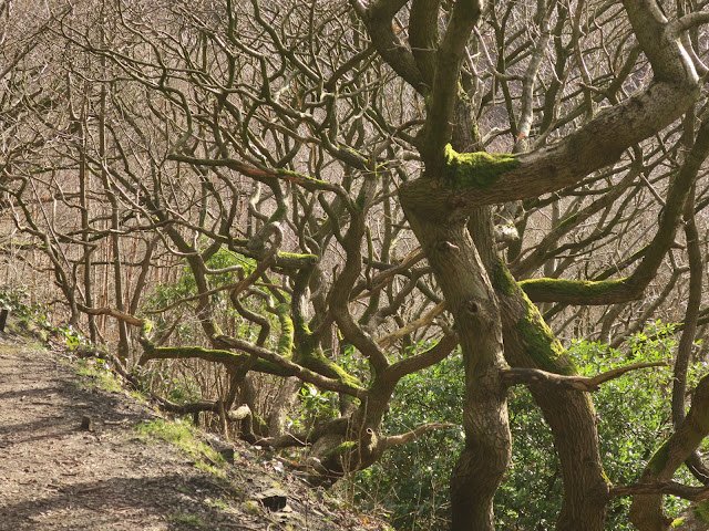 Twisted trees on the steep bank at the side of one of the paths in Shroggs park, Halifax, West Yorkshire Twisted trees on the steep bank at the side of one of the paths in Shroggs park, Halifax, West Yorkshire