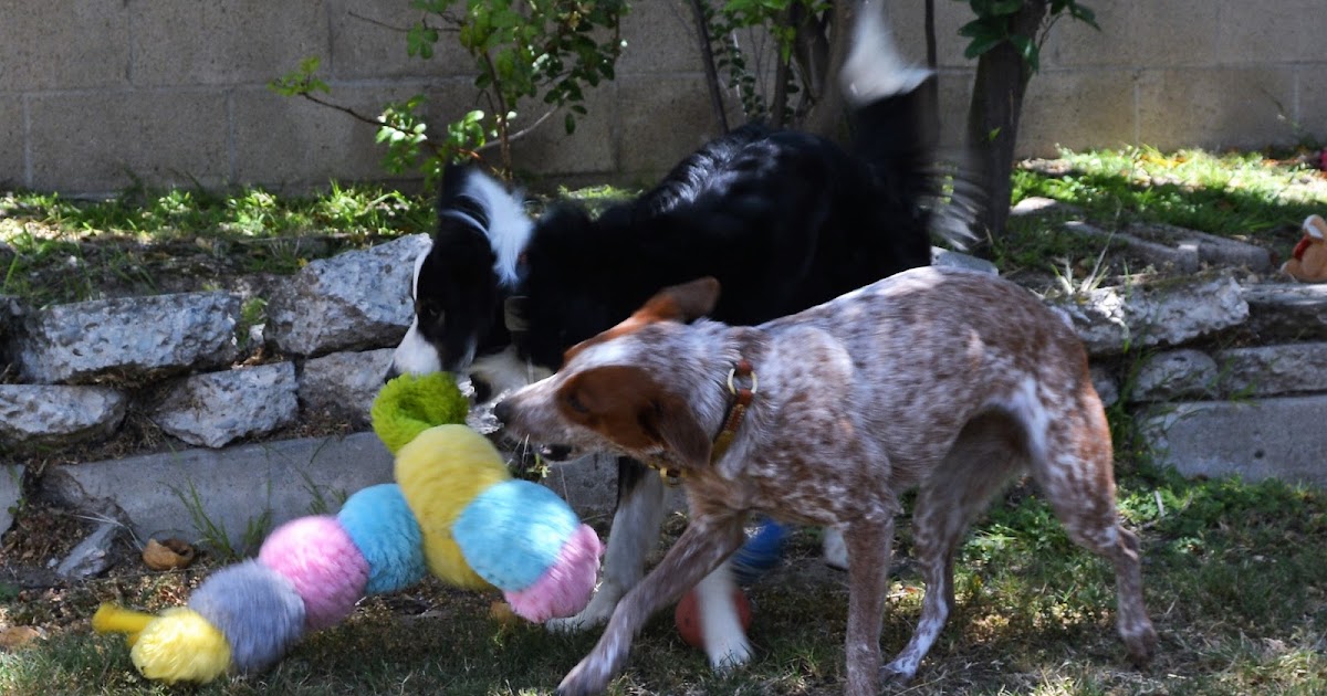 patchwork caterpillar dog toy