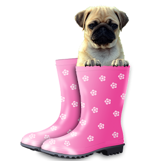 pug dog in pink galoshes
