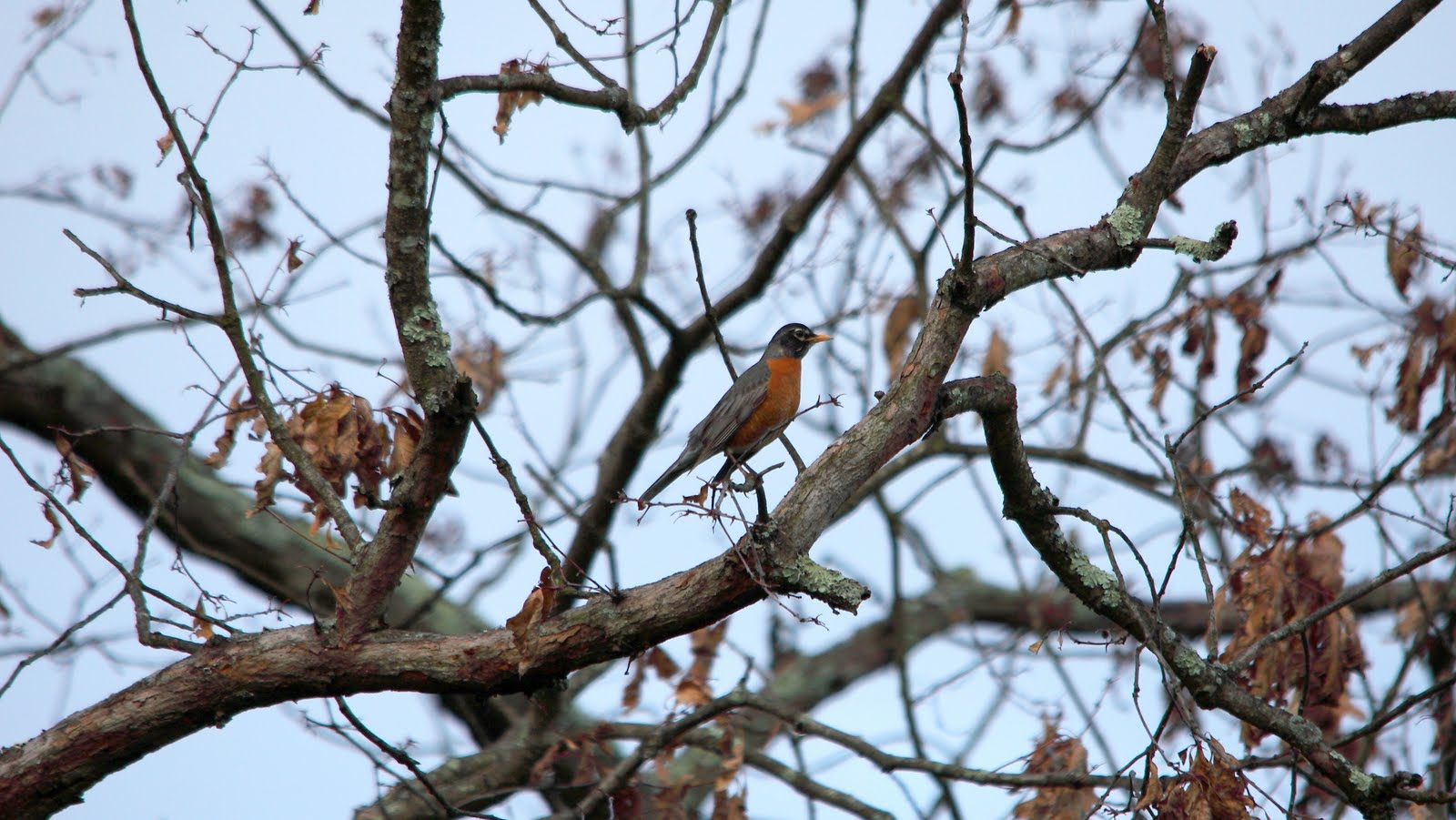 Bell Outlet Blog Keep Birds out of Your Fruit Trees