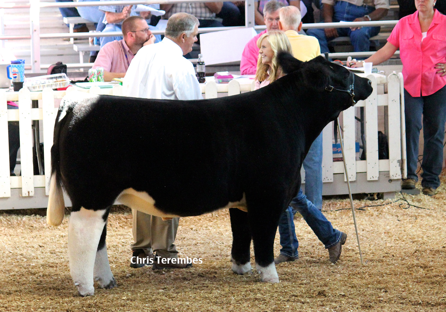Executive Sires, Inc. 2013 Illinois State Fair Champion Simmental Steers