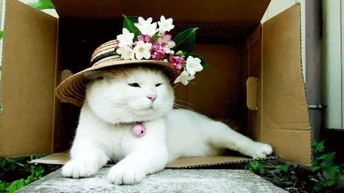 gato-com-chapeu-animado-imagens-gifs-ani