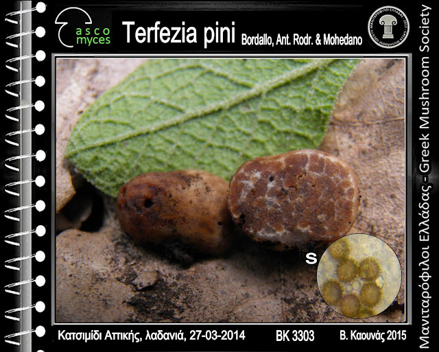 Terfezia pini Bordallo, Ant. Rodr. & Mohedano
