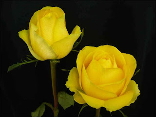 Rosas Amarillas Rosas Amarillas